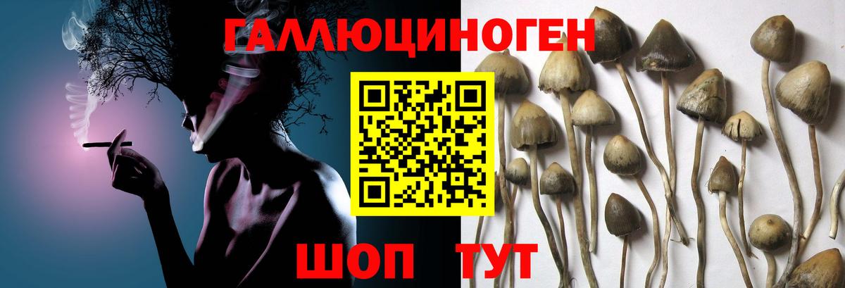 Псилоцибиновые грибы Psilocybe  Вход с VPN  Клинцы 